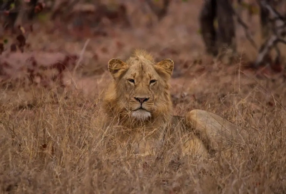 Südafrika_KrugerNP_1677.jpg