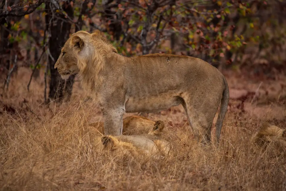 Südafrika_KrugerNP_1682.jpg