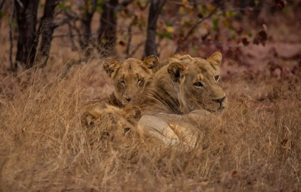 Südafrika_KrugerNP_1683.jpg