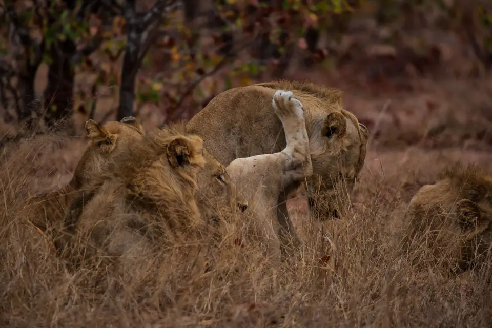 Südafrika_KrugerNP_1684.jpg