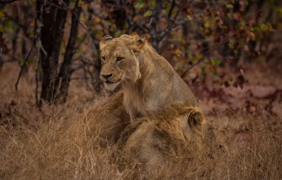 Südafrika_KrugerNP_1685.jpg