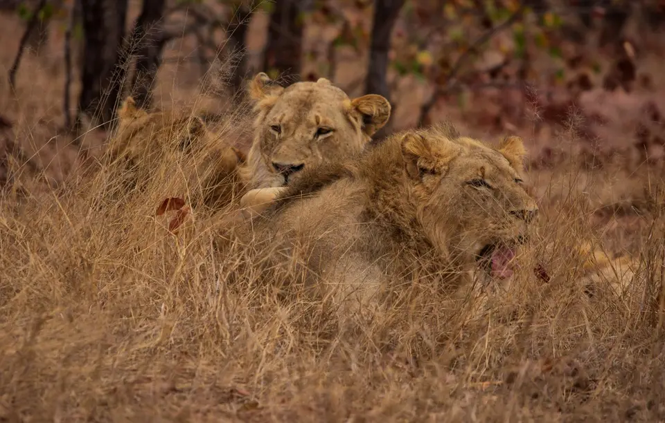 Südafrika_KrugerNP_1688.jpg