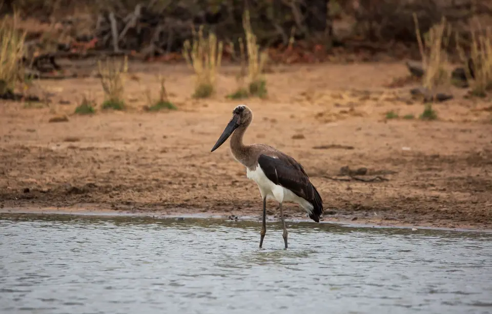 Südafrika_KrugerNP_1691.jpg