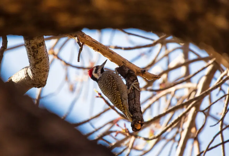Südafrika_KrugerNP_1693.jpg