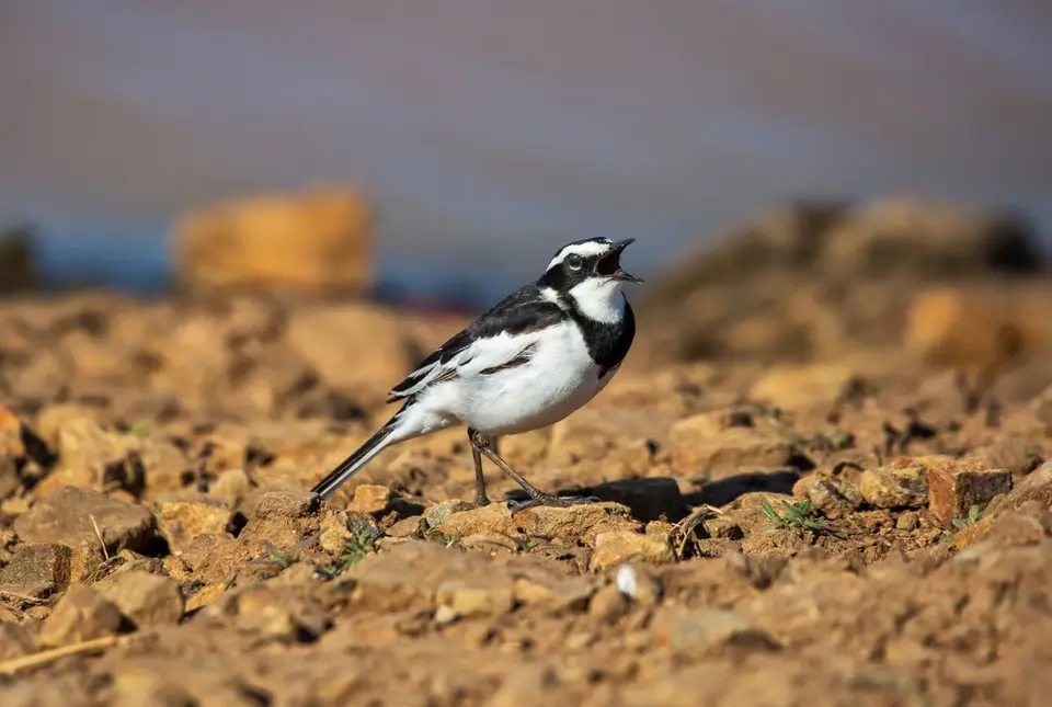 Südafrika_KrugerNP_1697.jpg