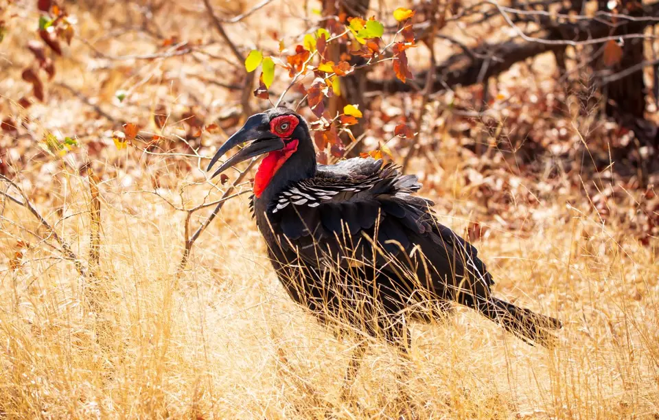 Südafrika_KrugerNP_1700.jpg