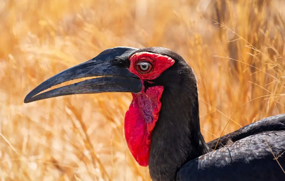 Südafrika_KrugerNP_1705.jpg