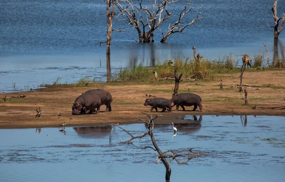 Südafrika_KrugerNP_1706.jpg