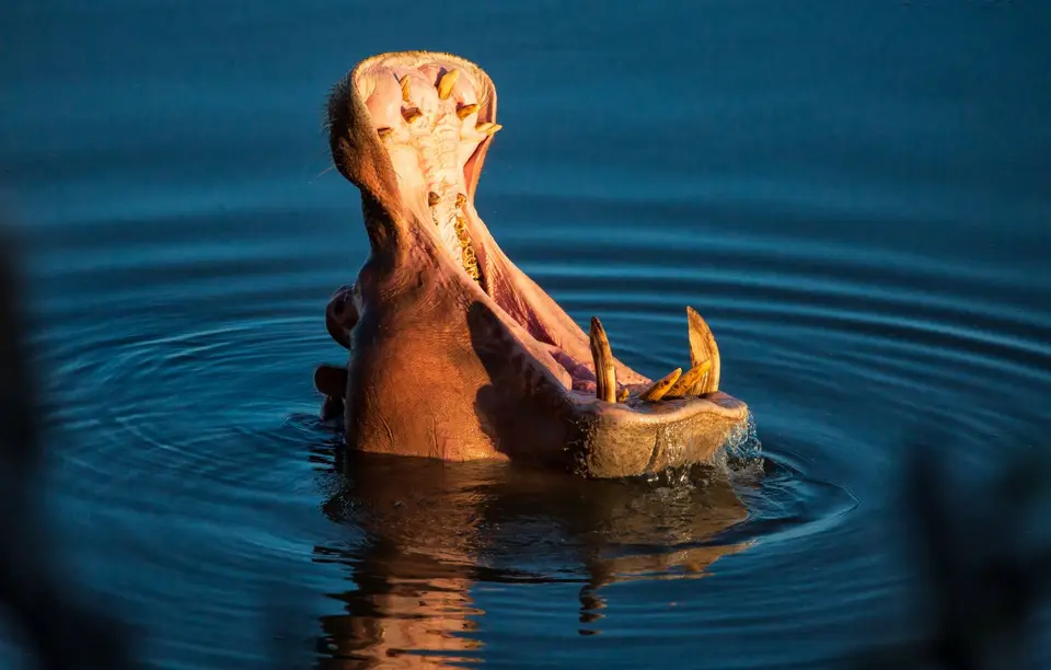 Südafrika_KrugerNP_1710.jpg