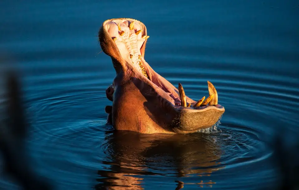 Südafrika_KrugerNP_1711.jpg