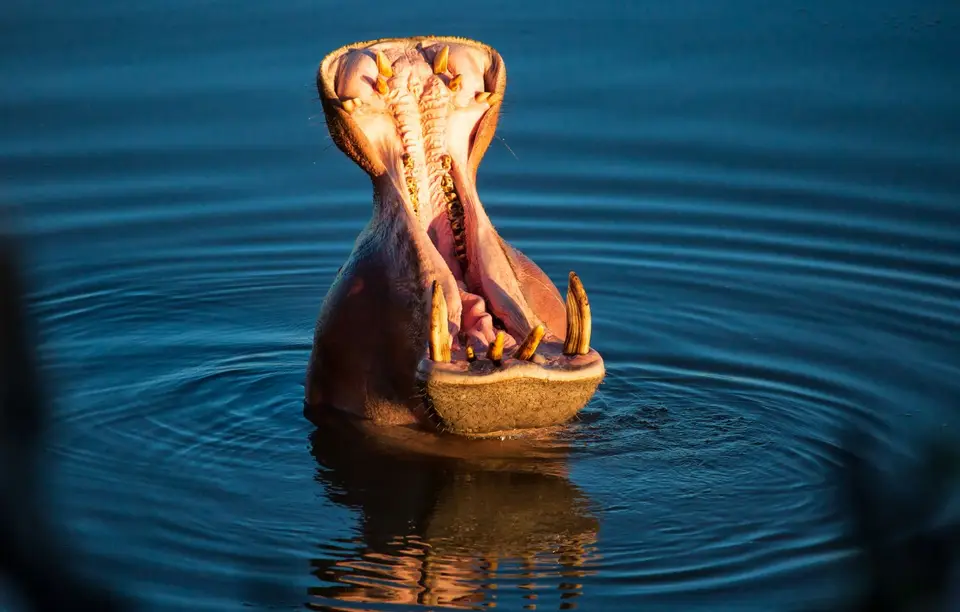 Südafrika_KrugerNP_1712.jpg