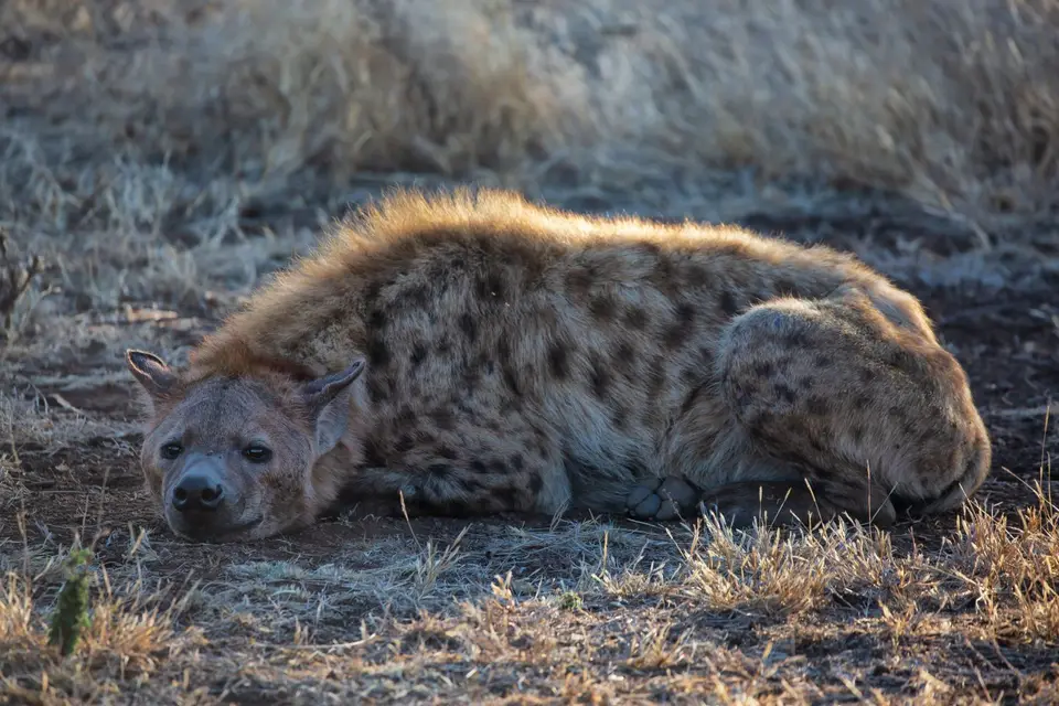 Südafrika_KrugerNP_1720.jpg