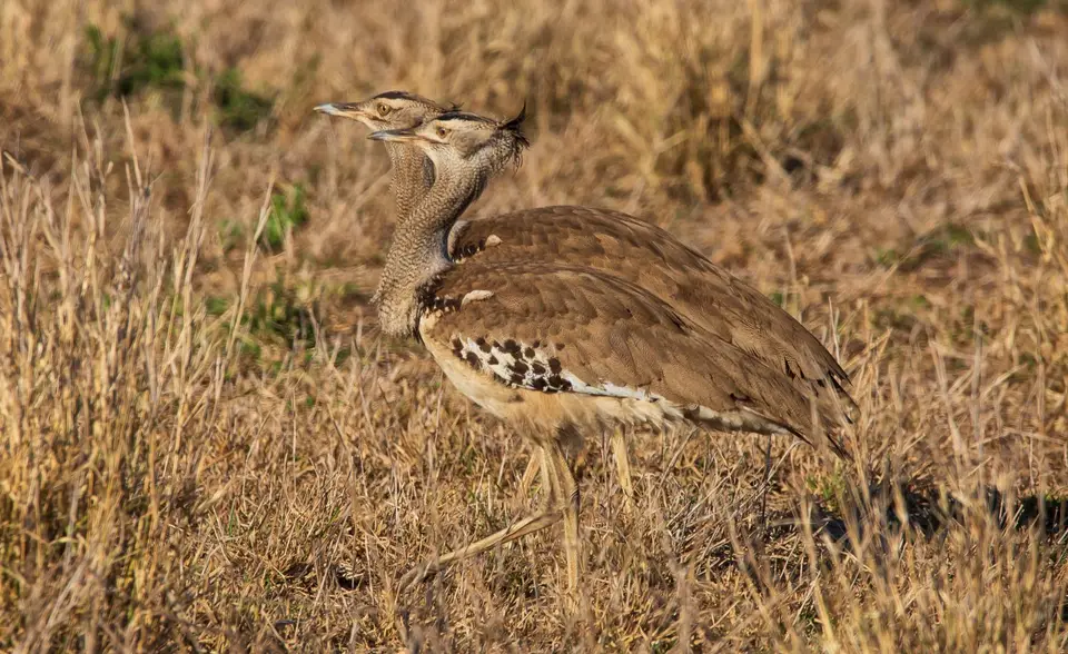 Südafrika_KrugerNP_1722.jpg