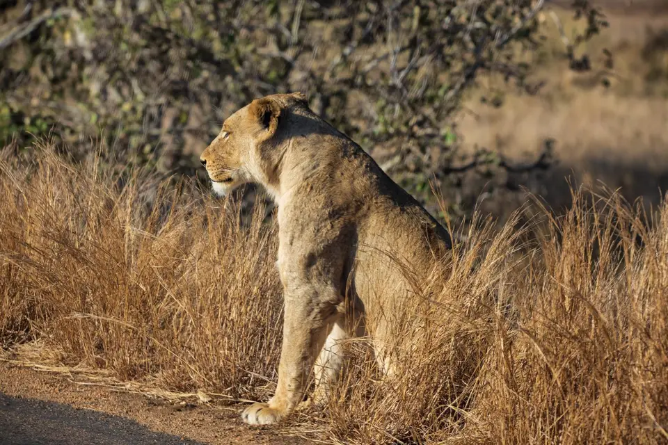 Südafrika_KrugerNP_1726.jpg