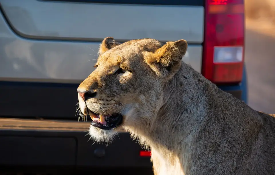 Südafrika_KrugerNP_1727.jpg