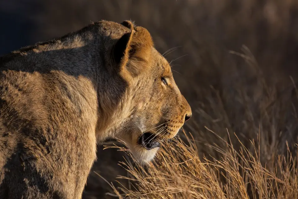 Südafrika_KrugerNP_1728.jpg