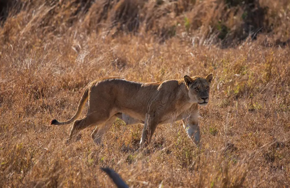 Südafrika_KrugerNP_1738.jpg
