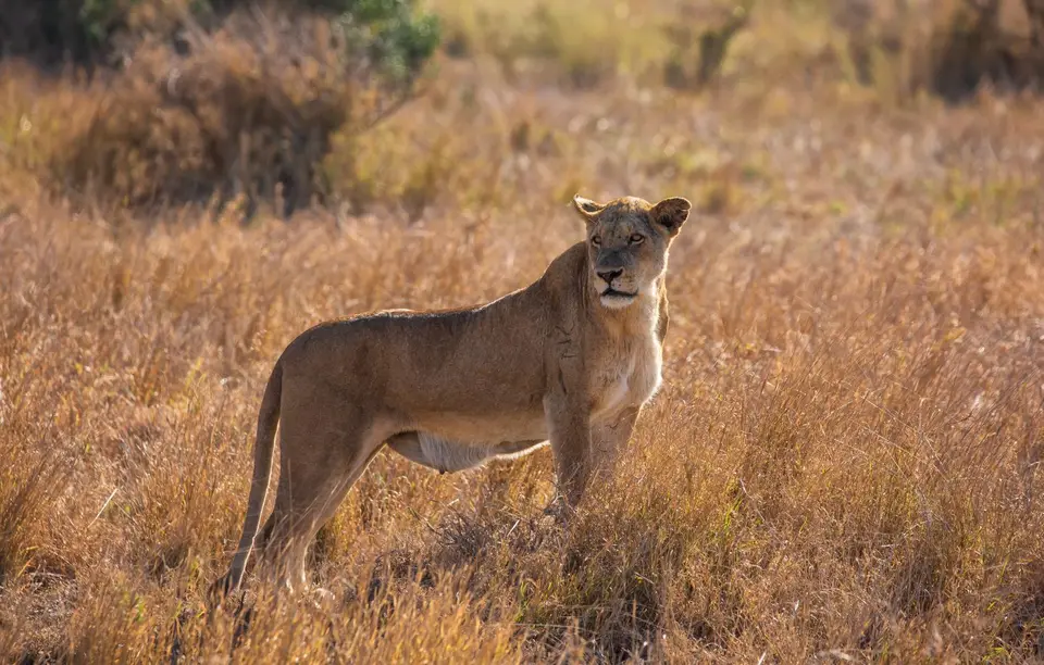 Südafrika_KrugerNP_1740.jpg