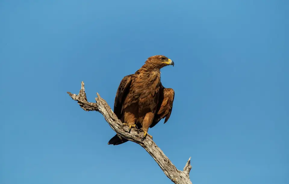 Südafrika_KrugerNP_1742.jpg