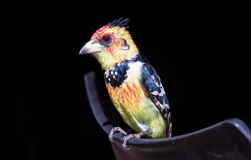 Südafrika_KrugerNP_1746.jpg