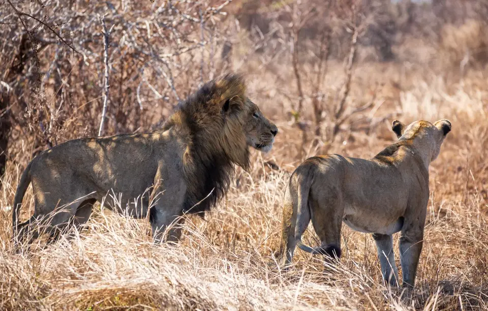 Südafrika_KrugerNP_1749.jpg