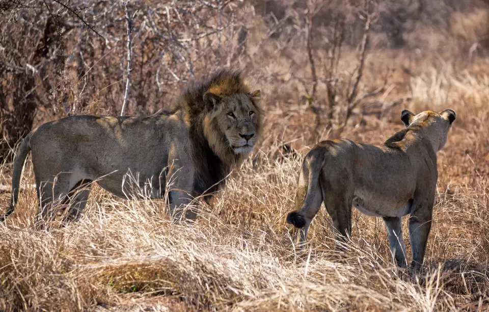 Südafrika_KrugerNP_1750.jpg