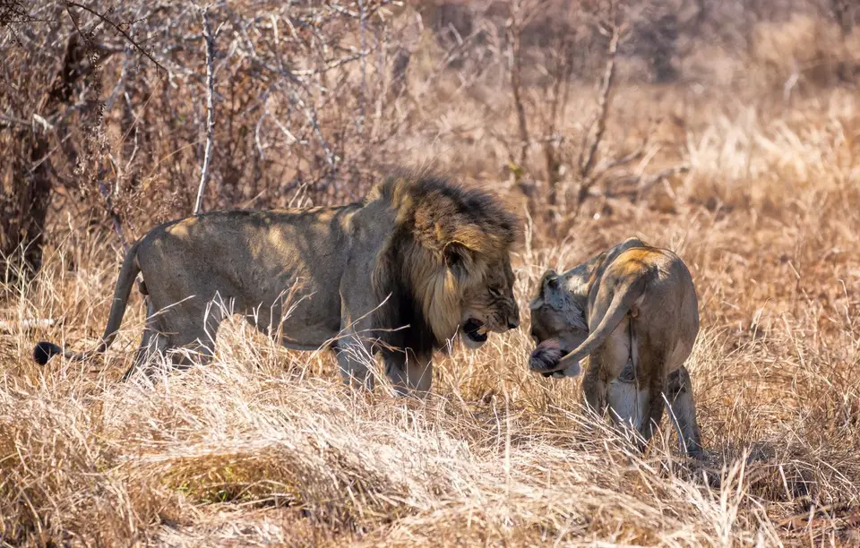 Südafrika_KrugerNP_1752.jpg