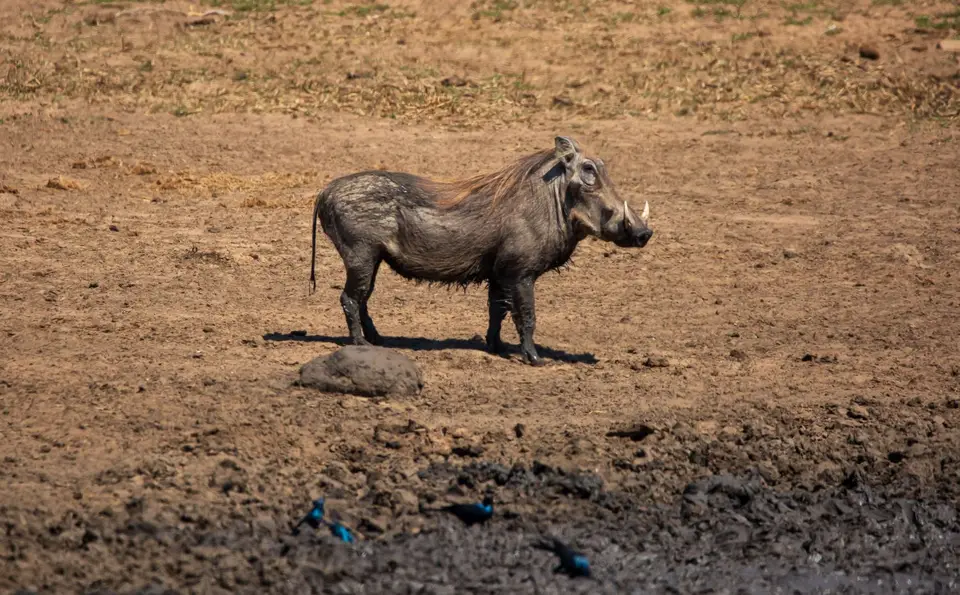 Südafrika_KrugerNP_1753.jpg