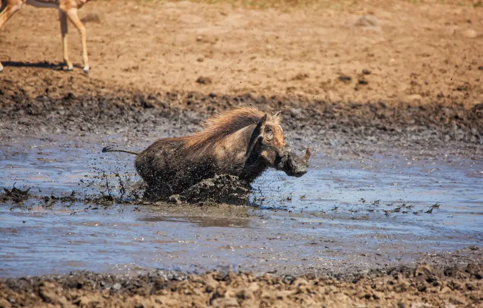 Südafrika_KrugerNP_1754.jpg