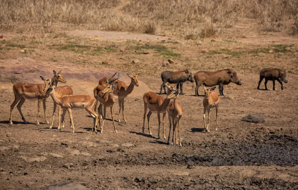 Südafrika_KrugerNP_1755.jpg