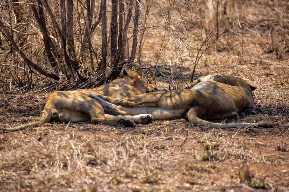 Südafrika_KrugerNP_1756.jpg