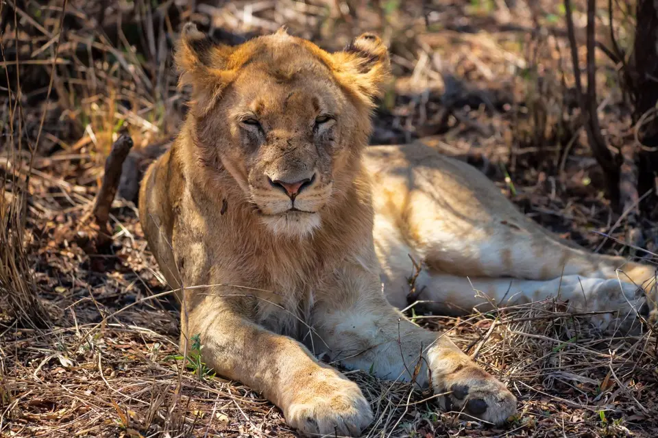 Südafrika_KrugerNP_1761.jpg