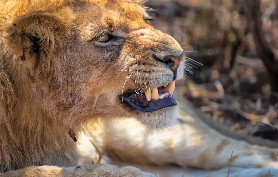 Südafrika_KrugerNP_1763.jpg