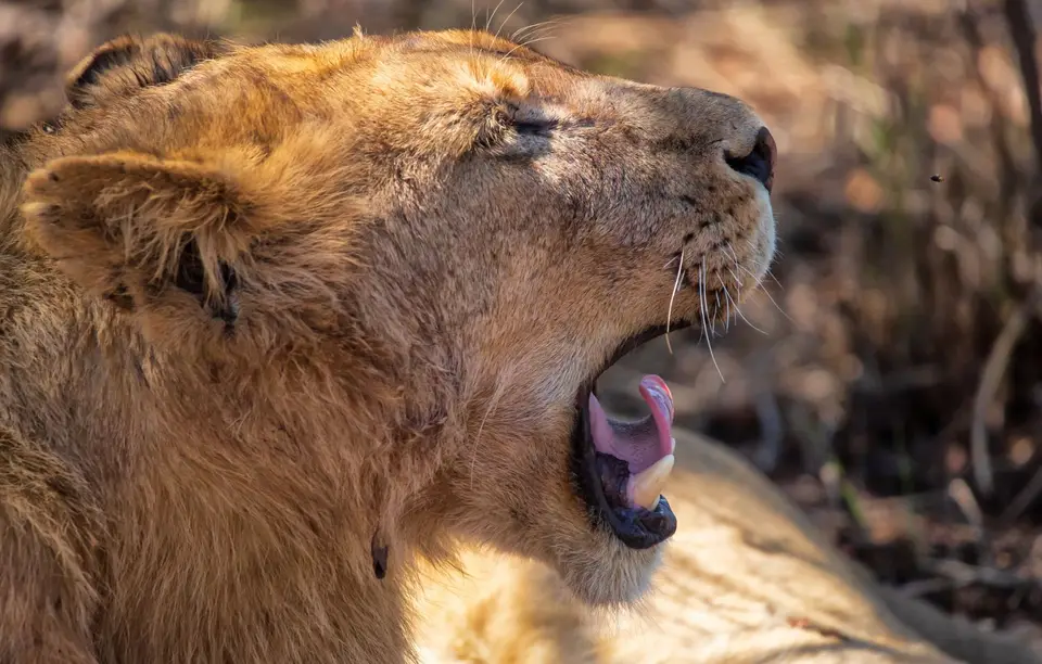 Südafrika_KrugerNP_1770.jpg
