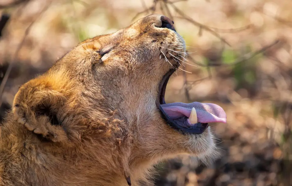 Südafrika_KrugerNP_1771.jpg