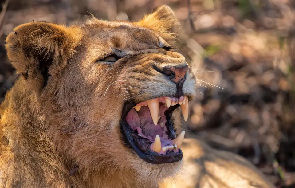 Südafrika_KrugerNP_1773.jpg