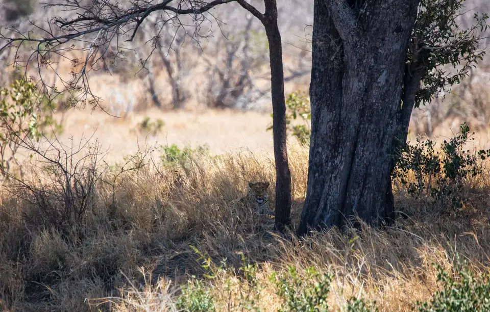 Südafrika_KrugerNP_1774.jpg