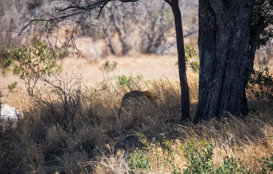 Südafrika_KrugerNP_1775.jpg