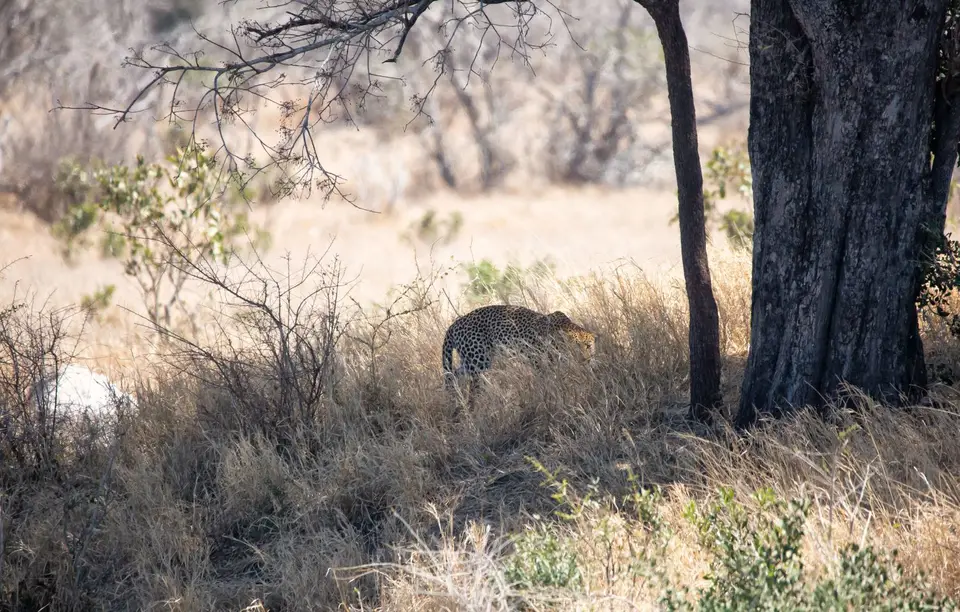 Südafrika_KrugerNP_1776.jpg
