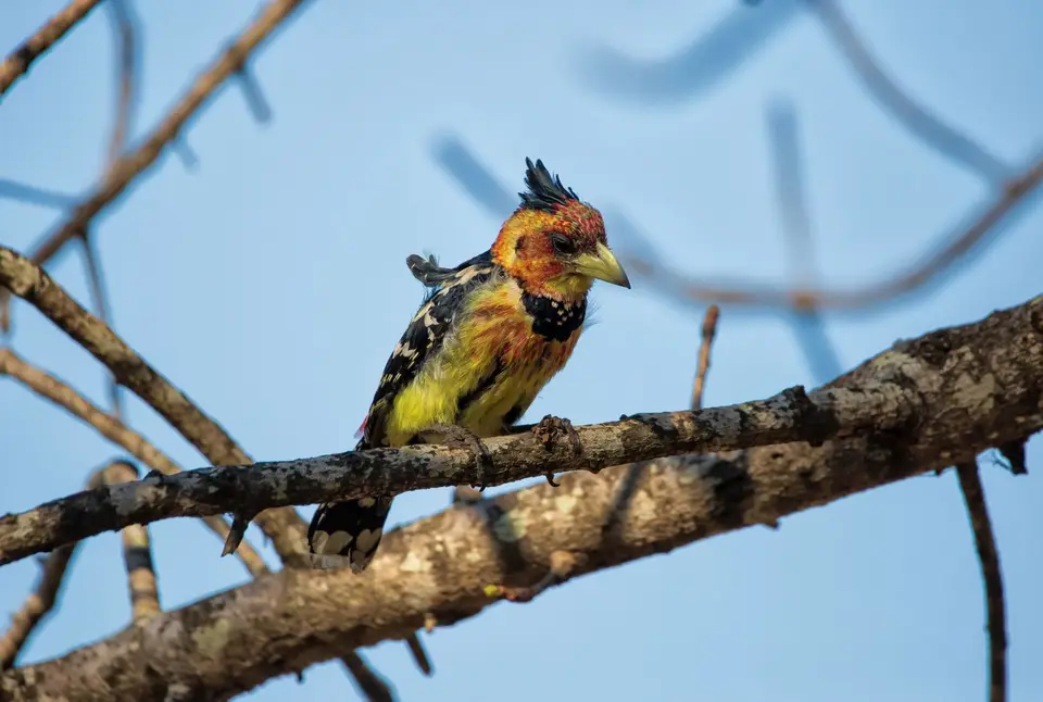 Südafrika_KrugerNP_1779.jpg