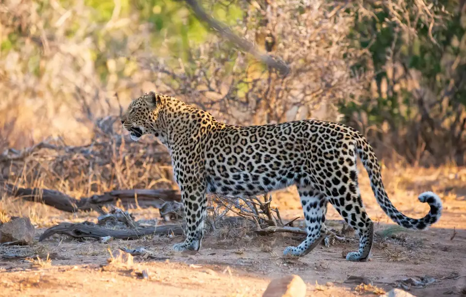 Südafrika_KrugerNP_1791.jpg