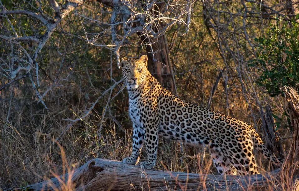 Südafrika_KrugerNP_1797.jpg