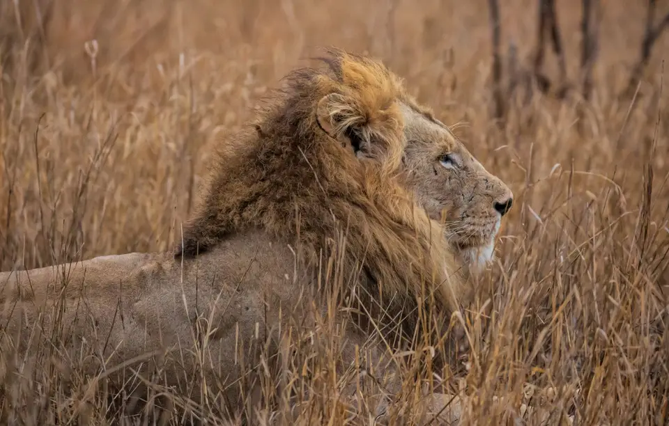 Südafrika_KrugerNP_1809.jpg