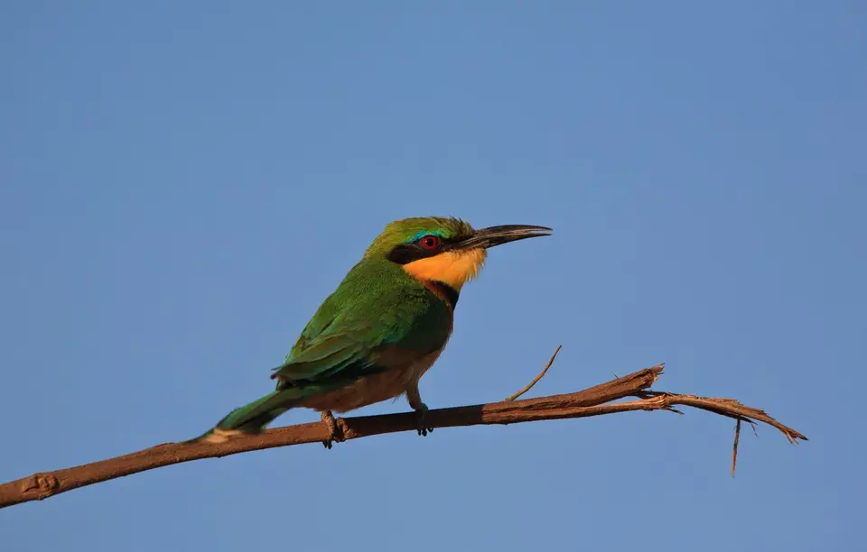 Südafrika_KrugerNP_228.jpg