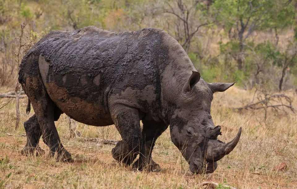 Südafrika_KrugerNP_256.jpg