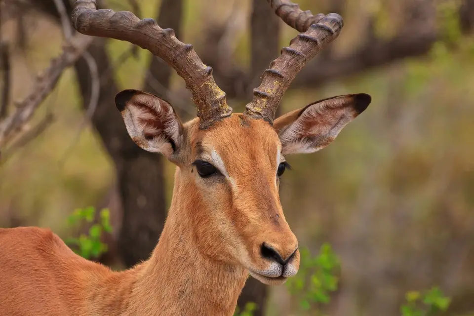Südafrika_KrugerNP_260.jpg