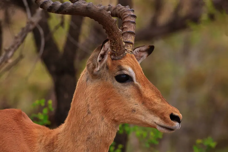Südafrika_KrugerNP_262.jpg