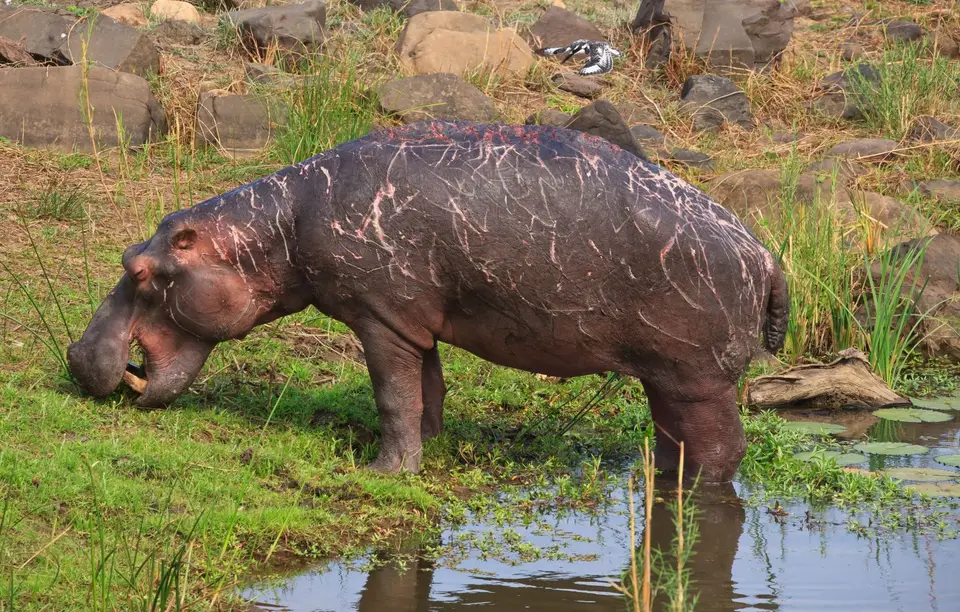 Südafrika_KrugerNP_267.jpg