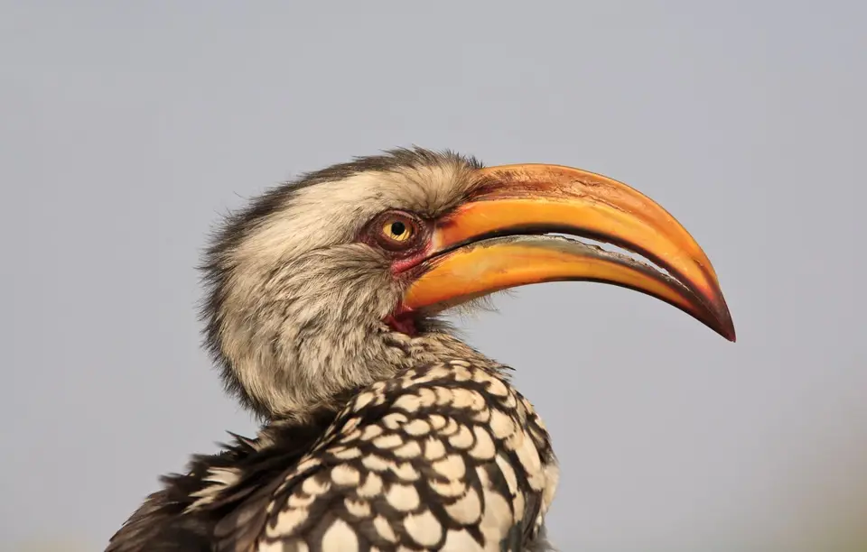 Südafrika_KrugerNP_304.jpg