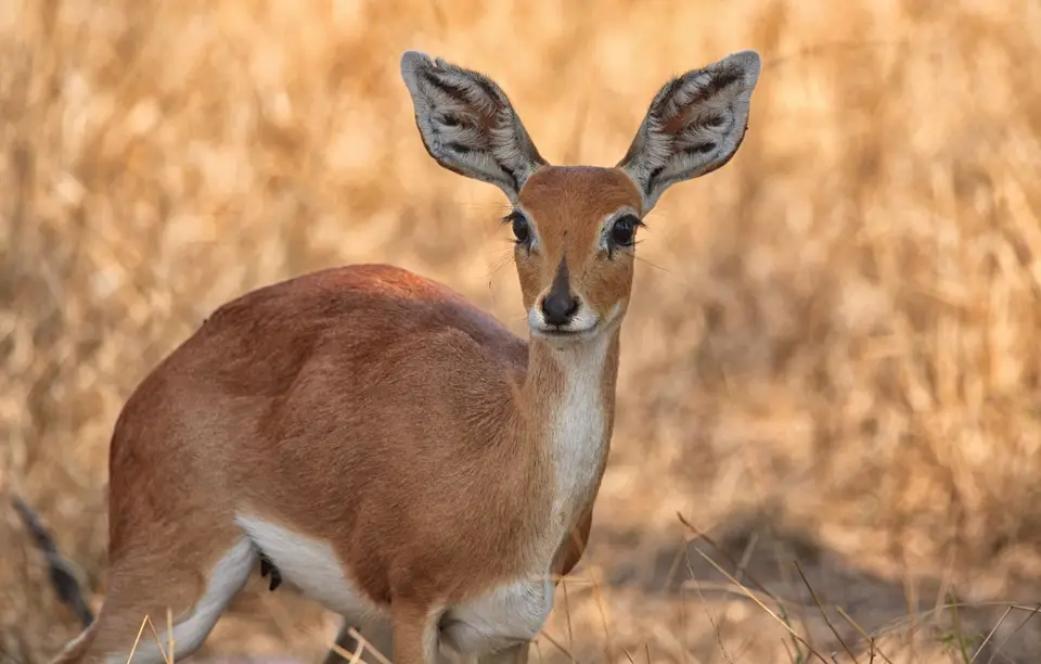 Südafrika_KrugerNP_309.jpg